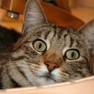 Meet your Posher, Lula